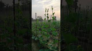 Plant Support🪵 Part- II #shorts #satisfying #agriculture