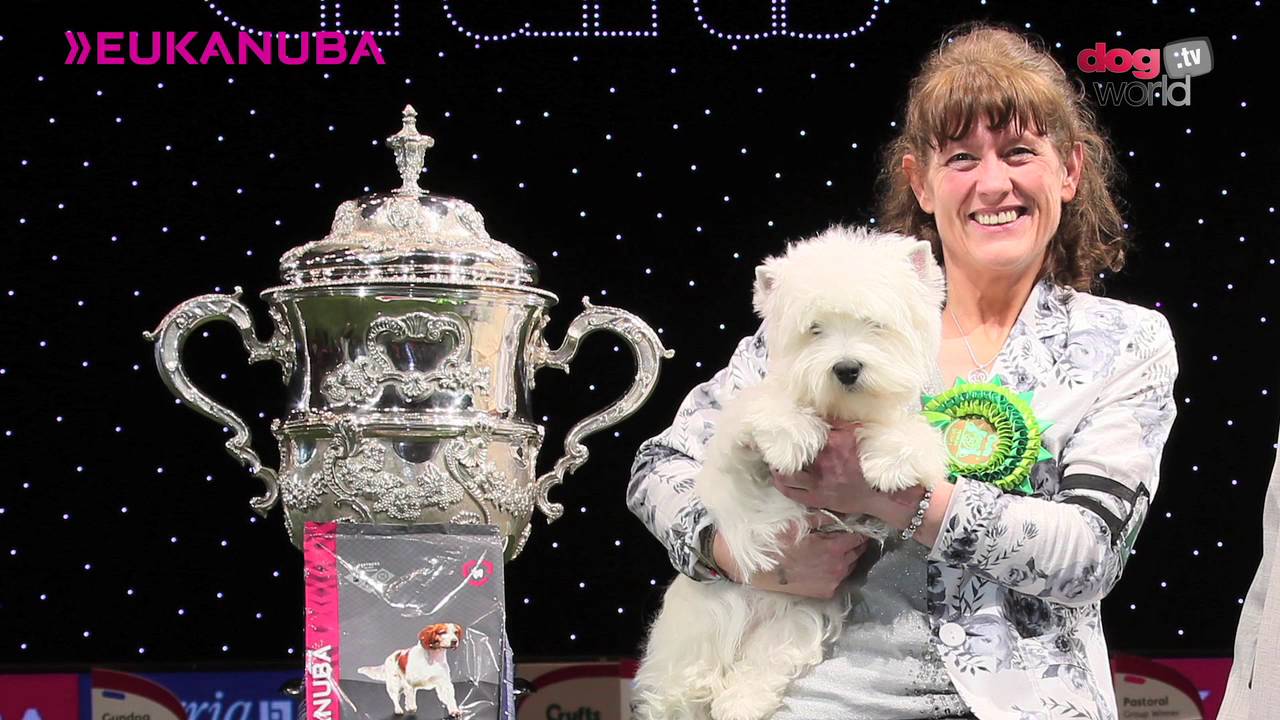 Crufts 2016 Best in Show - Devon and Marie Burns Interview - West Highland White Terrier best in show imdb