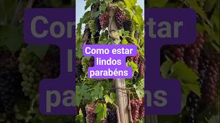 parabéns estar lindo #uvas