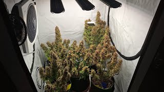 #automatic #indoor #ernte #Autoflower Teil 1