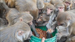 Monkey enjoy with healthy Soaked gram as well as dogs enjoy with good meal