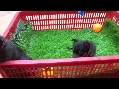 chó chihuahua ( 0907902017 )