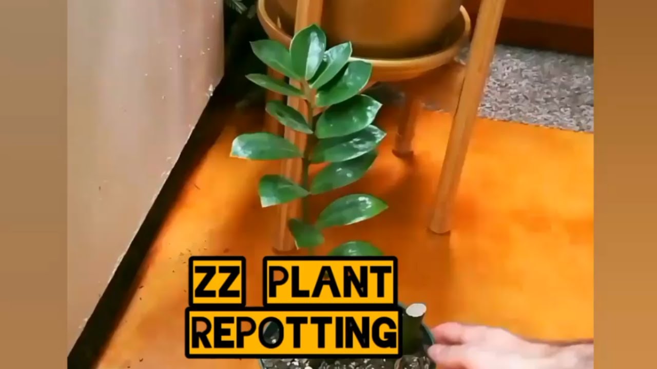 ZZ plant (zamioculcas zamiifolia) repotting YouTube