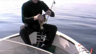Fiske Plattfisk - Mete