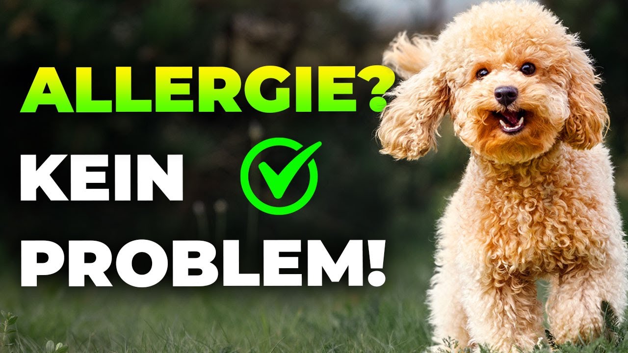 Spannende Hunderasse Bei Allergie Fotos