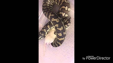 Carpet python feeding video #1