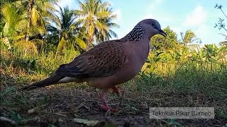 Pikat Tekukur Matang pujuk santai !! Mainan sang pikat pilihan utama @tekukurpikatborneo  joosss