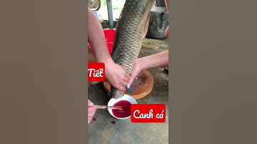 tiết canh cá trăm#shorts