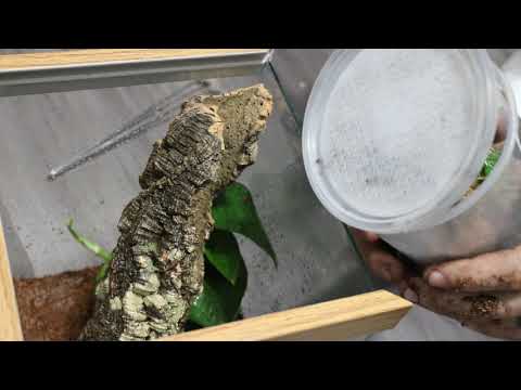 P Striata Rehouse
