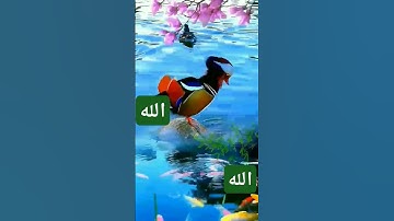 فواتح سوره يوسف بصوت القارئ الشيخ ماهر المعيقلي