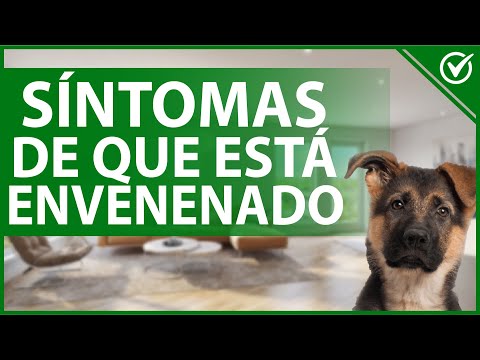 Video: Cómo determinar si un perro ha sido envenenado: causas, síntomas y sustancias tóxicas