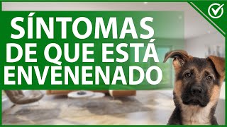 Cómo Saber si mi Perro está Envenenado  Causas, Síntomas y que Hacer con tu can ☠