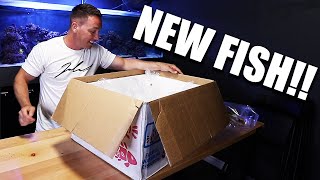 UNBOXING NEW FISH FOR THE AQUARIUMS and how to acclimate new fish