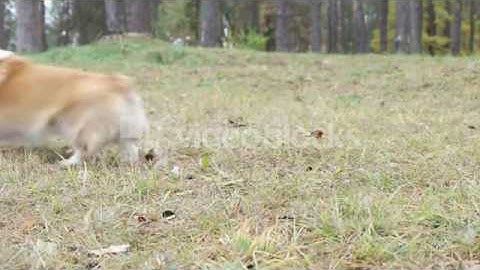 FUNNY WELSH CORGI RUNNING ON GRASS SLOW MOTION SIDE VIEW SFNCG1QXX