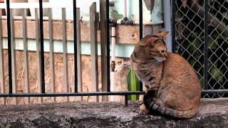 Olympus E-PL2 Test Movie
