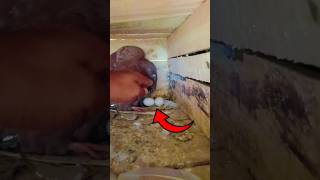 Aaj Kabutar Ka Breeding check Karta Hun🕊️ #minivlog #vlog #viralvideo #tending #pigeon #reels #short