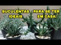 5 SUCULENTAS DE SOMBRA PERFEITAS PRA SUA CASA!