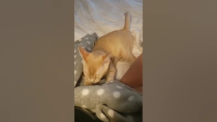 Video 2732201: european burmese kitten