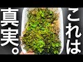 この動画を見ると胞子培養ヤりた過ぎちゃうので閲覧注意です。【ビカクシダ】