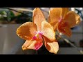 Сюрприз от орхидеи Сансет Лав🧡 Sunset Love Orchid Surprise