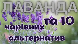 ЛАВАНДА ТА 10 чарівних альтернатив 🏡#садівництво #садок #лаванда #квітник #садівник