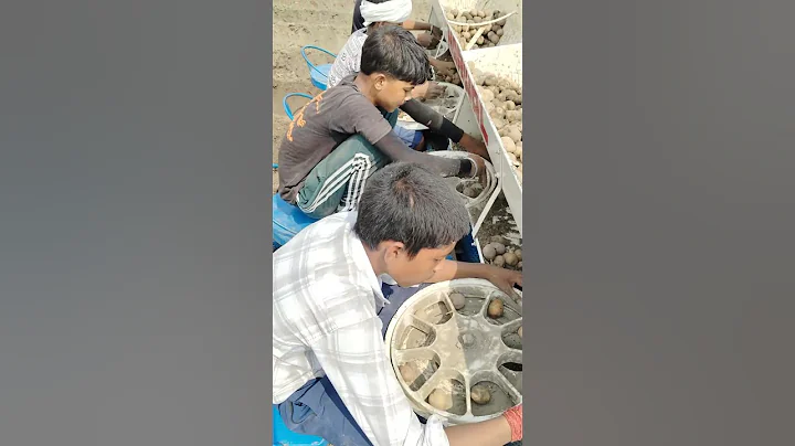 आलू बिजाई29/9/2025#patatochilli #farming#coverofasong#automobile #agriculture@mrs.kavitamoga840