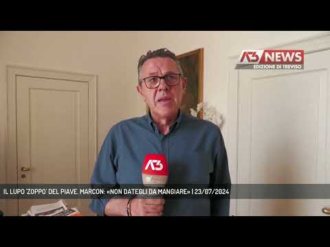 IL LUPO 'ZOPPO' DEL PIAVE. MARCON: «NON DATEGLI DA MANGIARE» | 23/07/2024