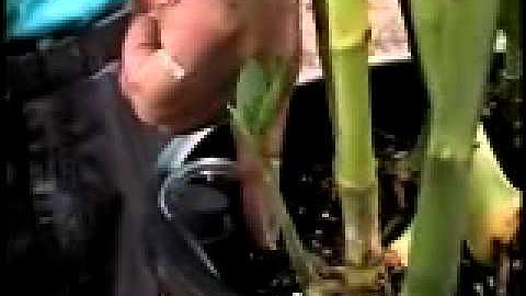 Container Irrigation Instructional Video - Part 3 - Installation