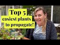 Top 5 easiest plants to propagate