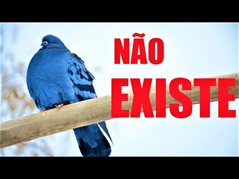 A VERDADE sobre a suposta ''DOENÇA DO POMBO''