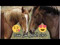 دعاء الذي يقوله الخيل ليظل عزيزا لذا من عنده 