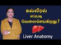 Structure of human liver  how liver works