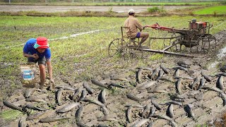 Excellent Fishing in Growing season | Catch Copper SnakeHead Fish & Catfish Under Mud Rear Tractor