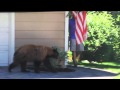 Bear and man spook each other