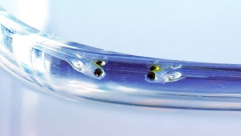Zebrafish Development
