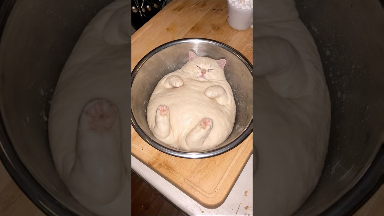 My Cat Is A Dough of Bread🍞🐱✨