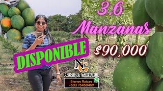 RESERVADO 3.6 MANZANAS DE TERRENO CON PAPAYAS, MANGOS Y LIMONES. GRAN OPORTUNIDAD!