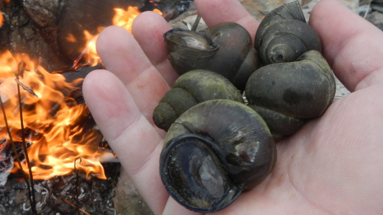 Vlog 59 Wild Snail Catch and Cook Fried Escargot YouTube