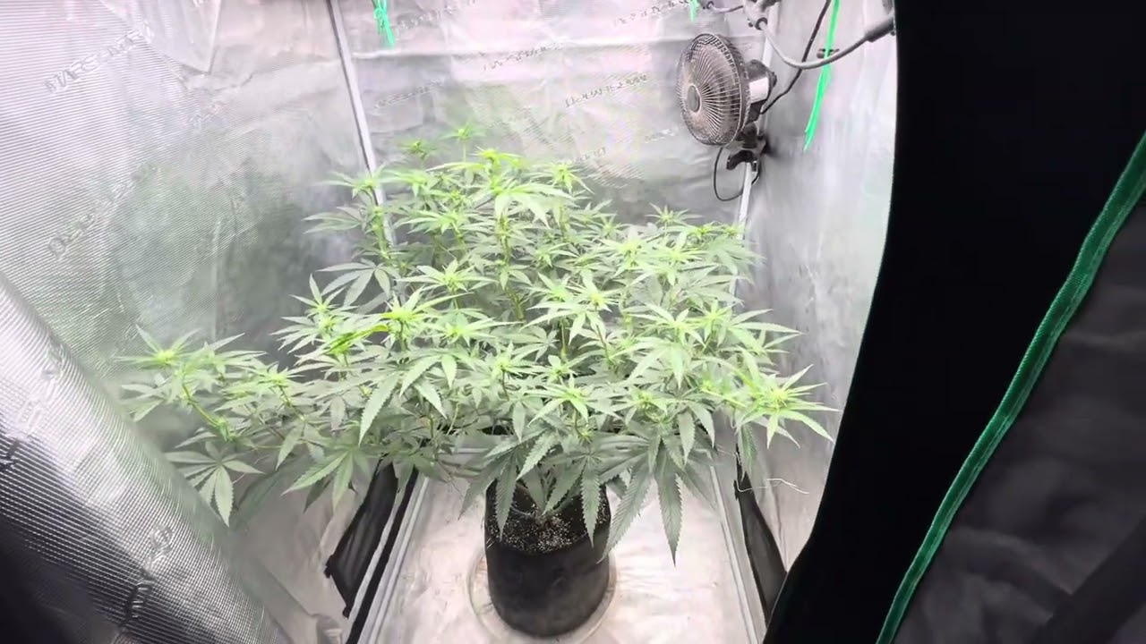 Growing made easy. Larry OG. Grow bags and promix. 