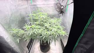 Growing made easy. Larry OG. Grow bags and promix. 