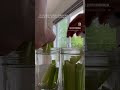 CONSERVATION DES CÉLERIS