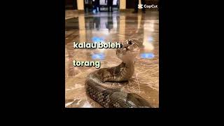 G TAU SMPHH DRI GALERI😭😭🥰#fypシ #semogarame #viral #trend