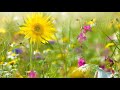 Vincent albouy  un jardin accueillant pour les abeilles et autres pollinisateurs