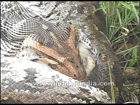 Python swallows a monkey whole! - YouTube