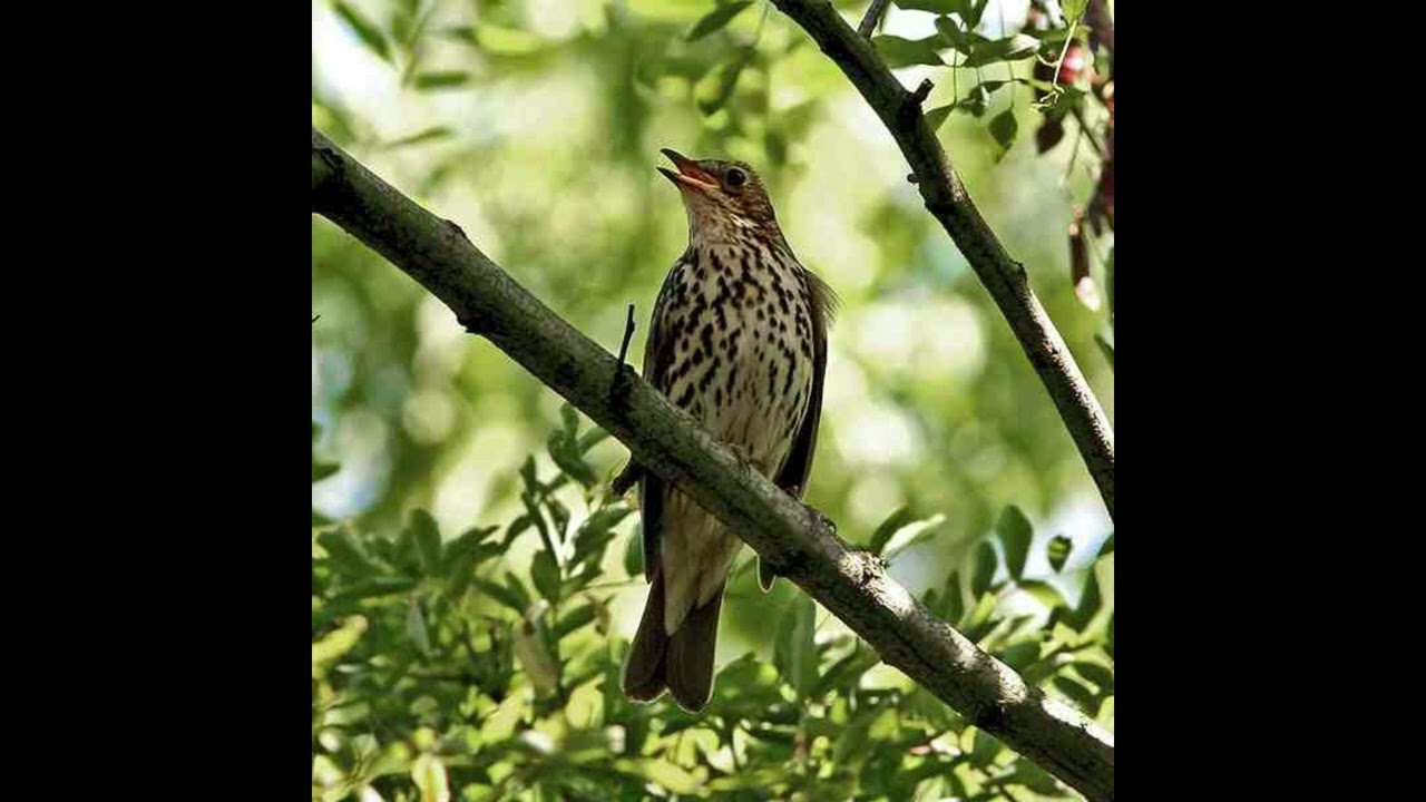 Song Thrush Bird Sound