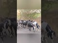 गावाकडची संध्याकाळ #shetkari