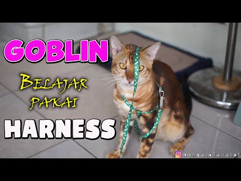 Video: Cara Melatih Kucing Menggunakan Harness