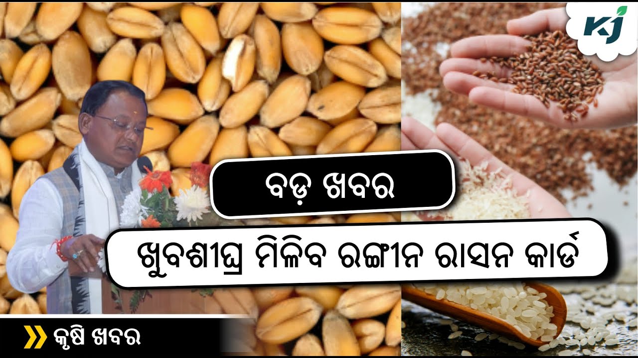 Mohan Ration ଖୁବଶୀଘ୍ର ମିଳିବ ରଙ୍ଗୀନ ରାସନ କାର୍ଡ | New Ration Cards | e-KYC | Mohan ...