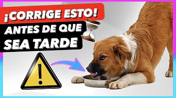 ¿Debo ignorar a mi perro si gruñe?