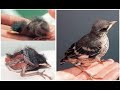 How to take care of baby birds/sparrow/Robins/Parrots/Crows/Myna/Starlings/ANY SEED EATING BIRDS